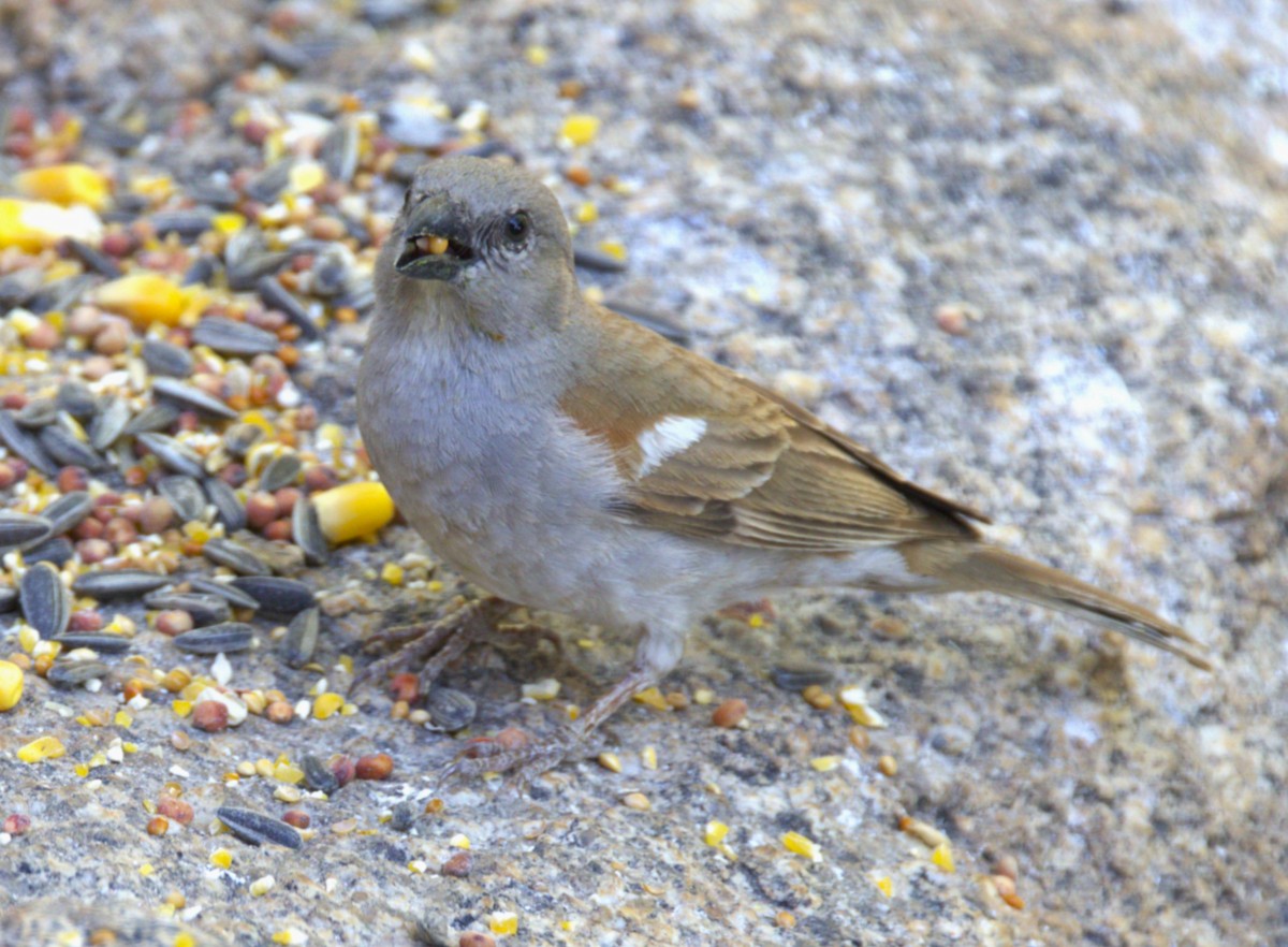 Southern Gray-headed Sparrow - ML631334936