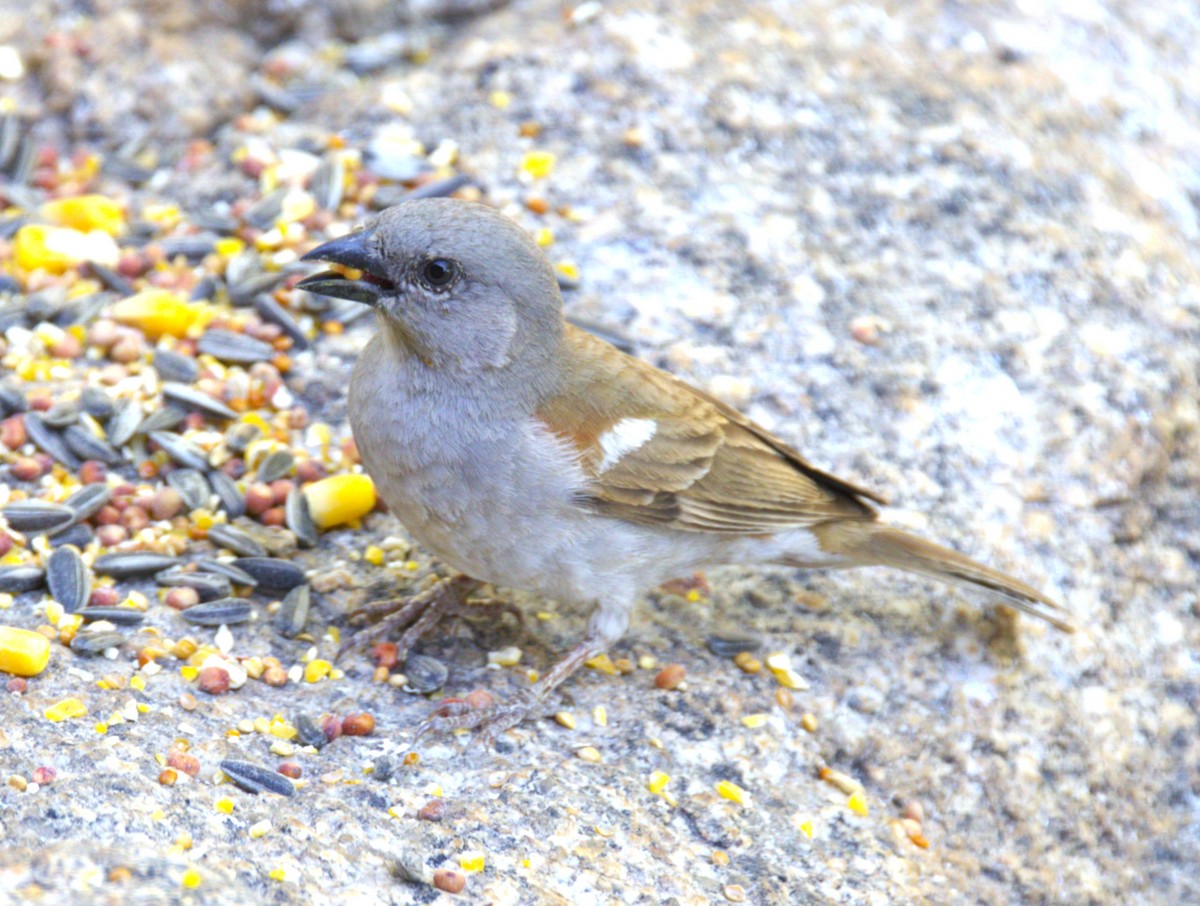 Southern Gray-headed Sparrow - ML631334938