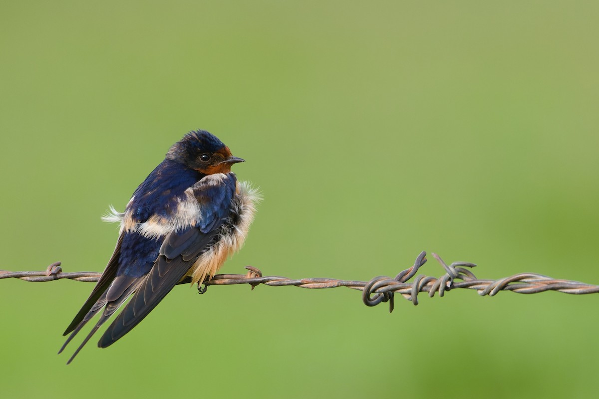Barn Swallow (American) - ML631334939