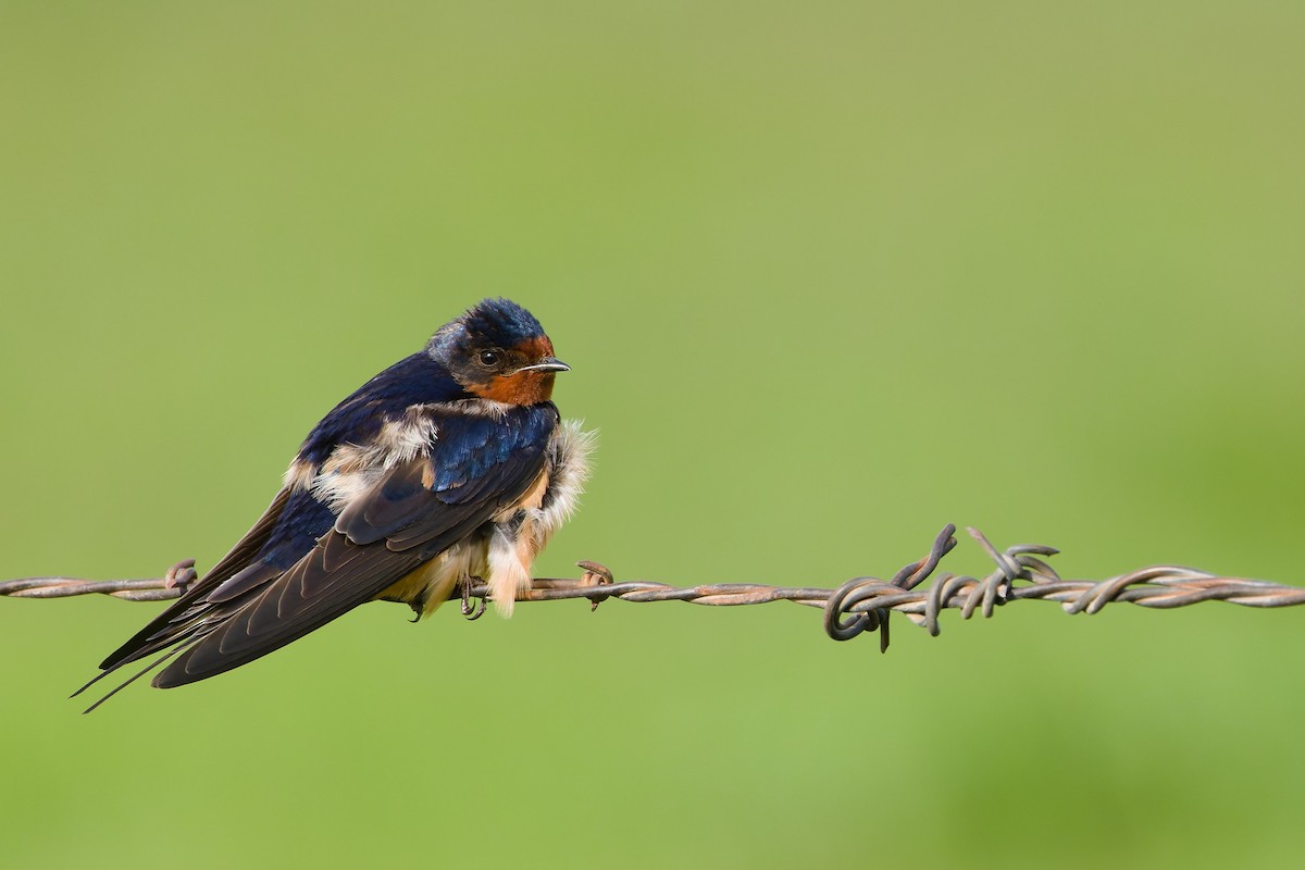 Barn Swallow (American) - ML631334942