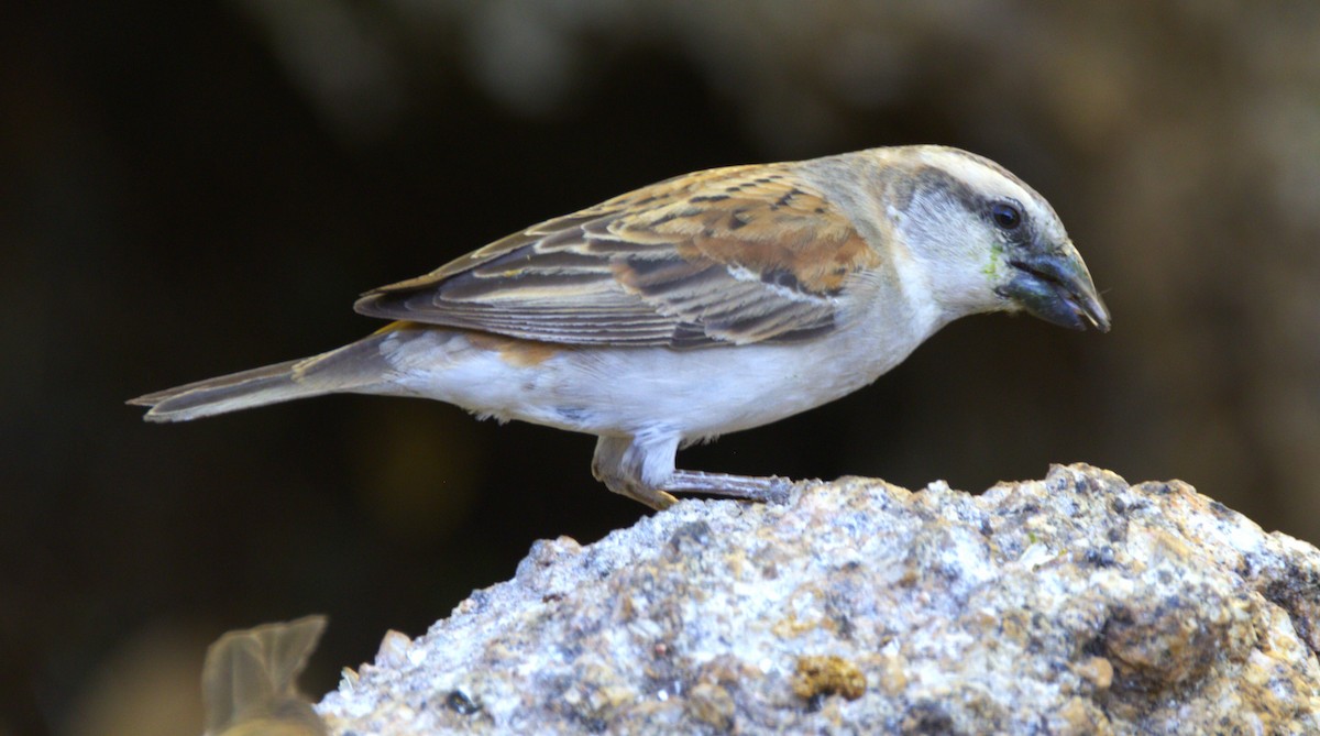 Great Rufous Sparrow - ML631334951