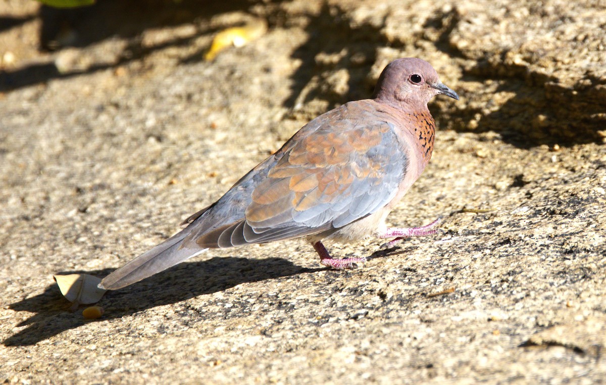 Laughing Dove - ML631334962