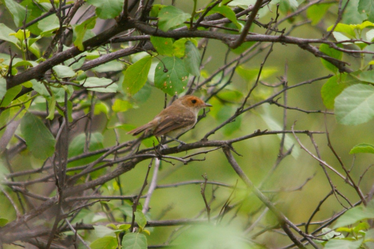 Fulvous-faced Scrub-Tyrant - ML631335098