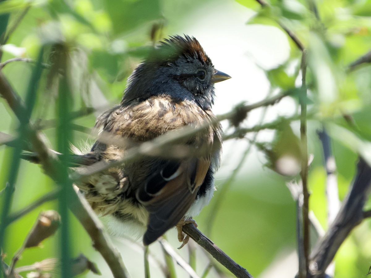 Swamp Sparrow - ML631335268