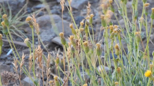 Gray-hooded Sierra Finch - ML631335292