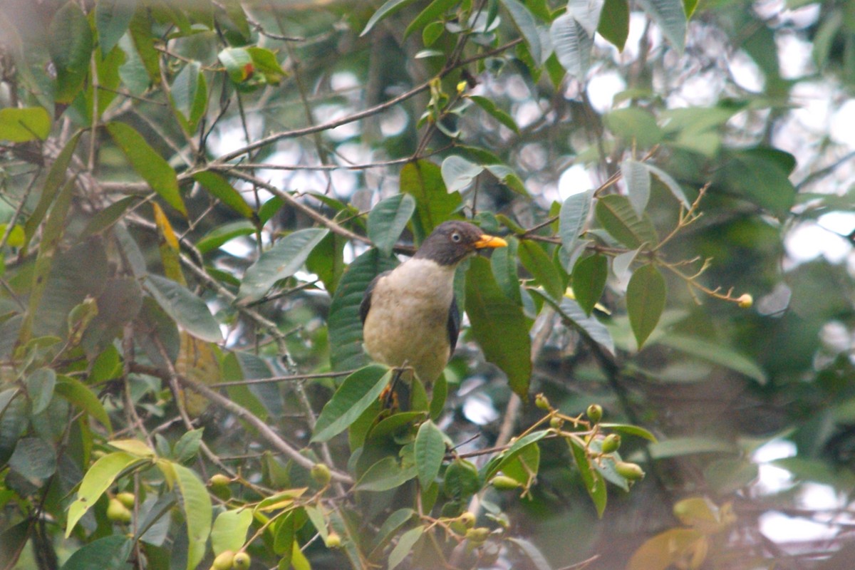 Plumbeous-backed Thrush - ML631335391