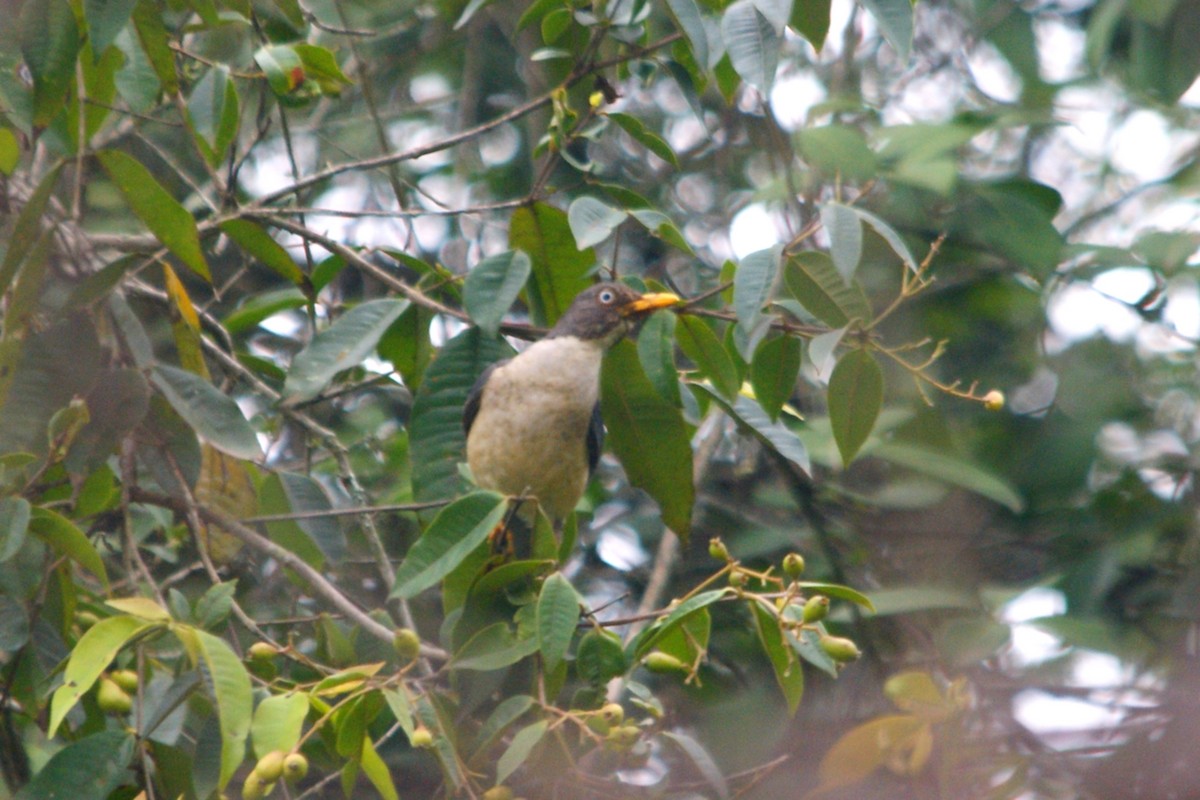 Plumbeous-backed Thrush - ML631335396