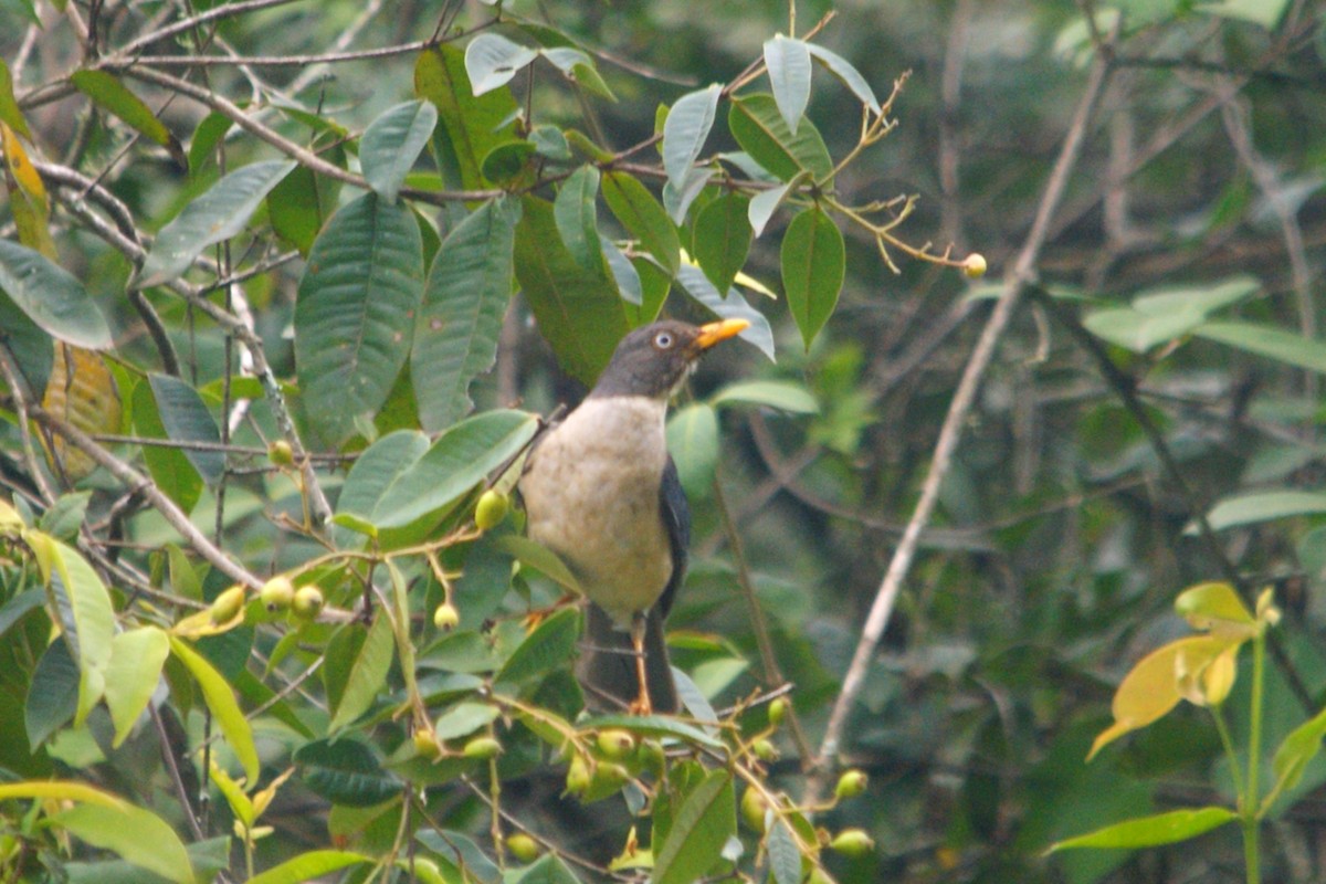 Plumbeous-backed Thrush - ML631335398