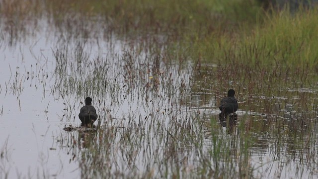 Black Stilt - ML631335636