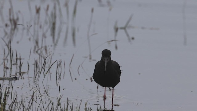 Black Stilt - ML631335637
