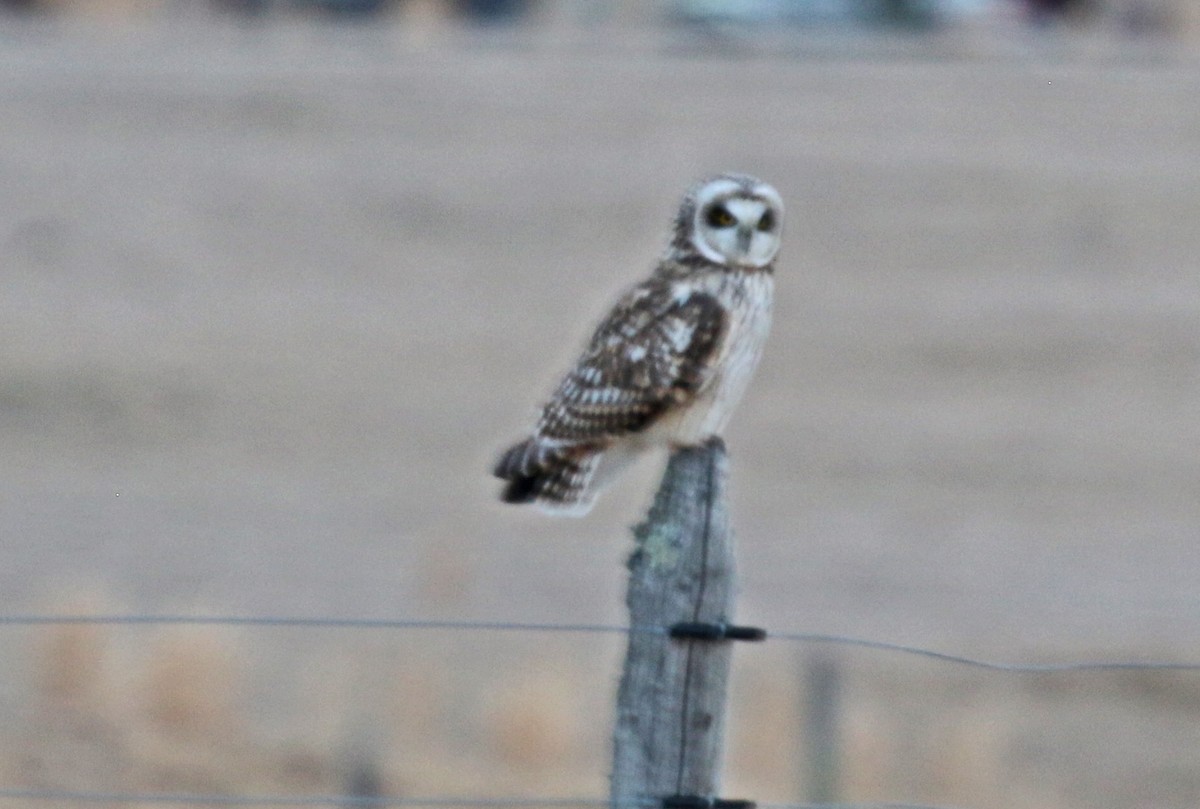 Short-eared Owl - ML631335656