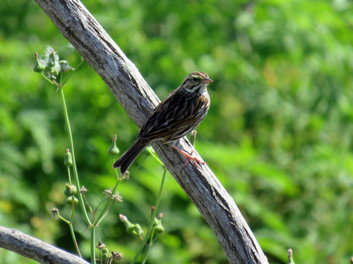 strnadec luční - ML631335681