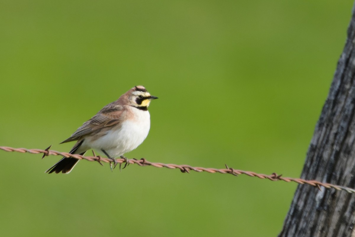 Horned Lark (Western pale Group) - ML631335946