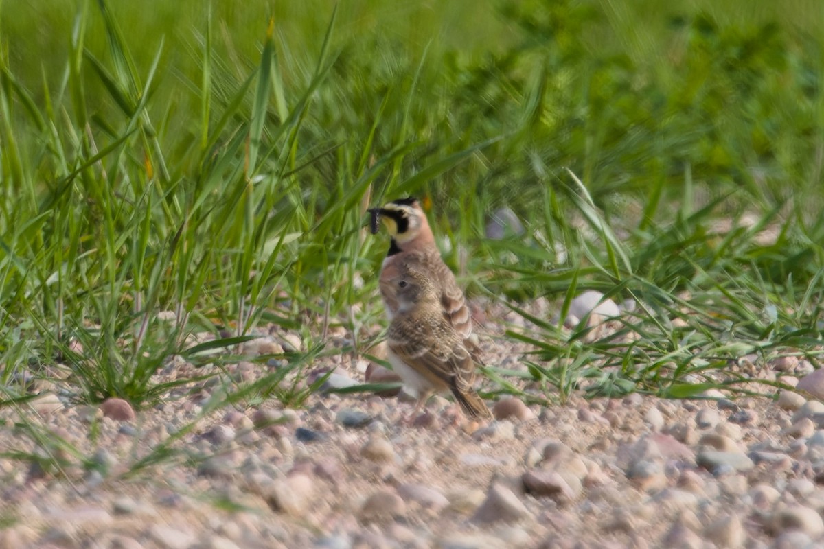 Horned Lark (Western pale Group) - ML631335949