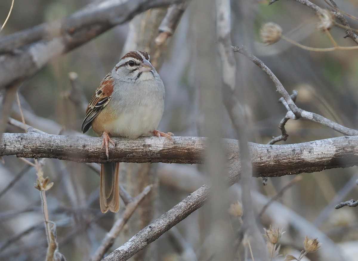 Cinnamon-tailed Sparrow - ML631336057