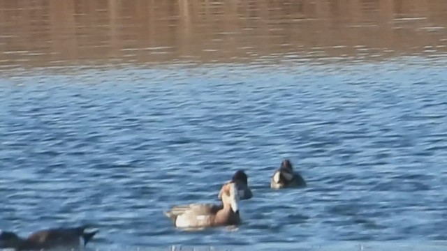 Hybride Canard siffleur x C. d'Amérique - ML631336088