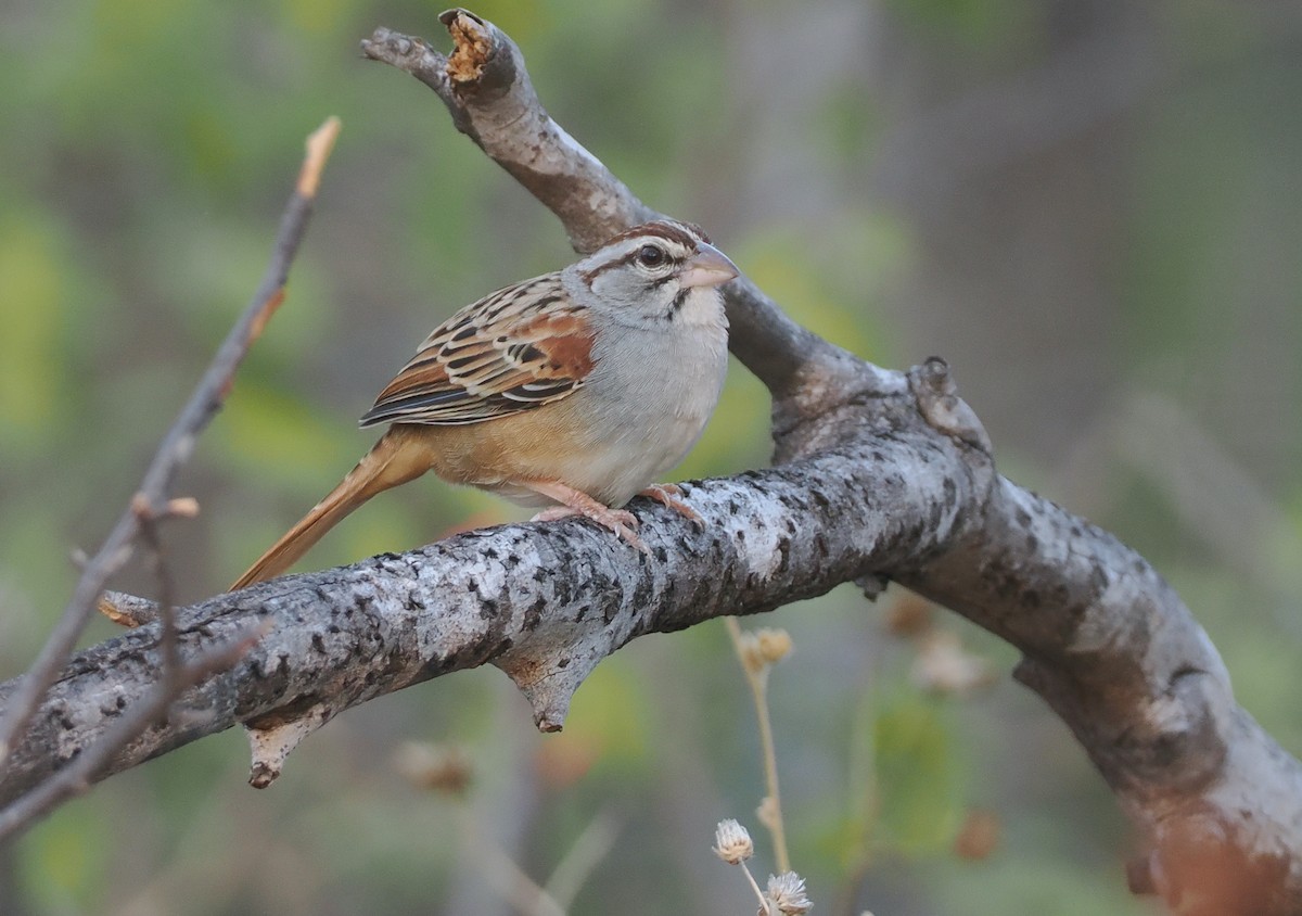Cinnamon-tailed Sparrow - ML631336089