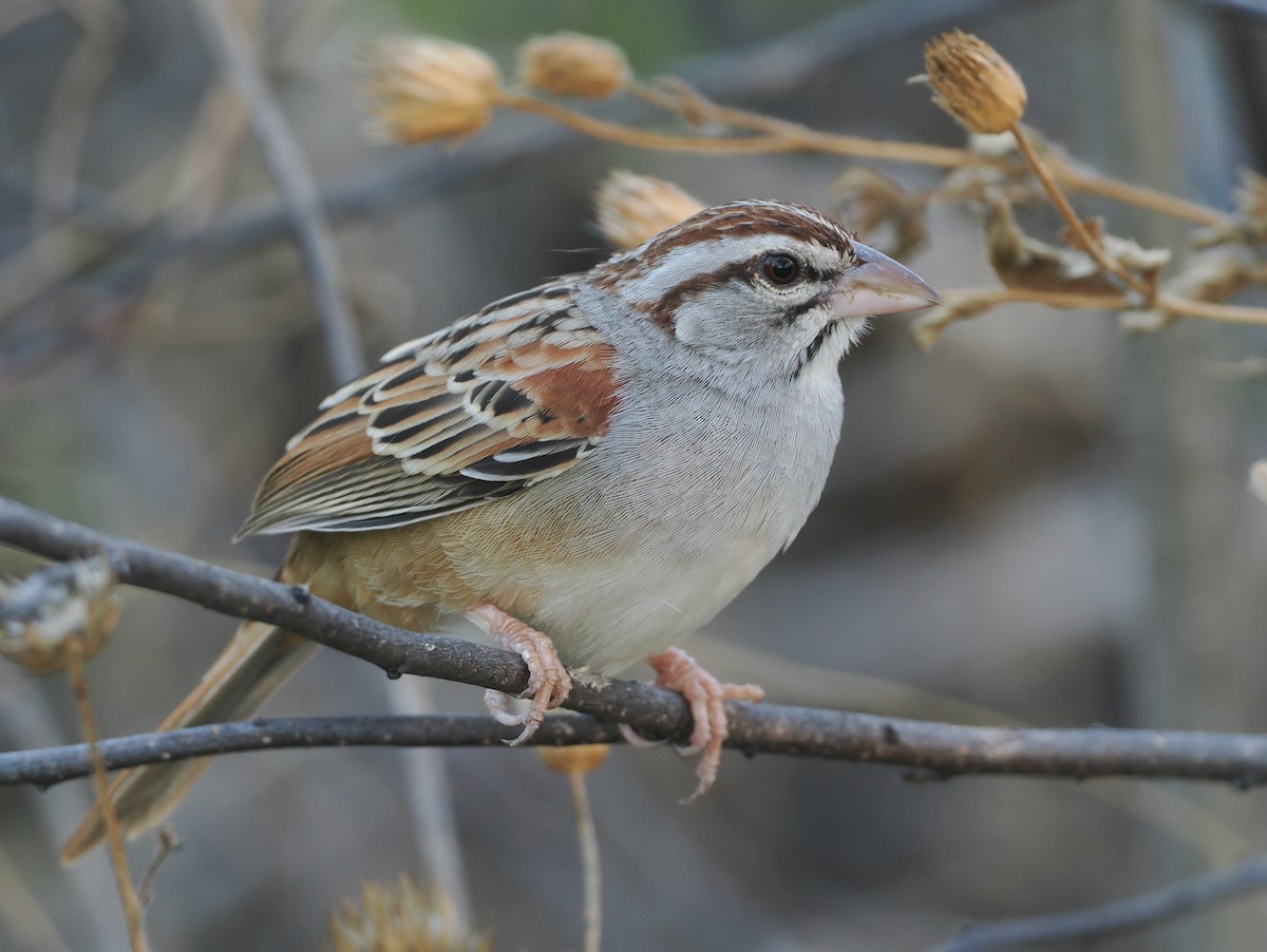Cinnamon-tailed Sparrow - ML631336106