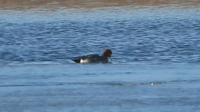 Hybride Canard siffleur x C. d'Amérique - ML631336118
