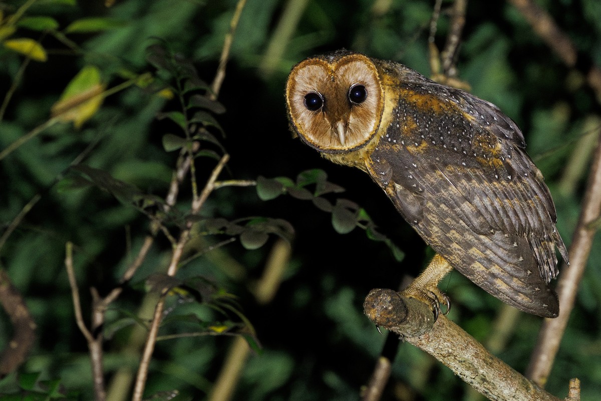 American Barn Owl (Lesser Antilles) - ML631336125
