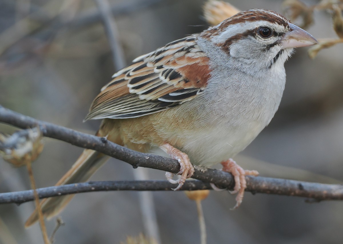Cinnamon-tailed Sparrow - ML631336141