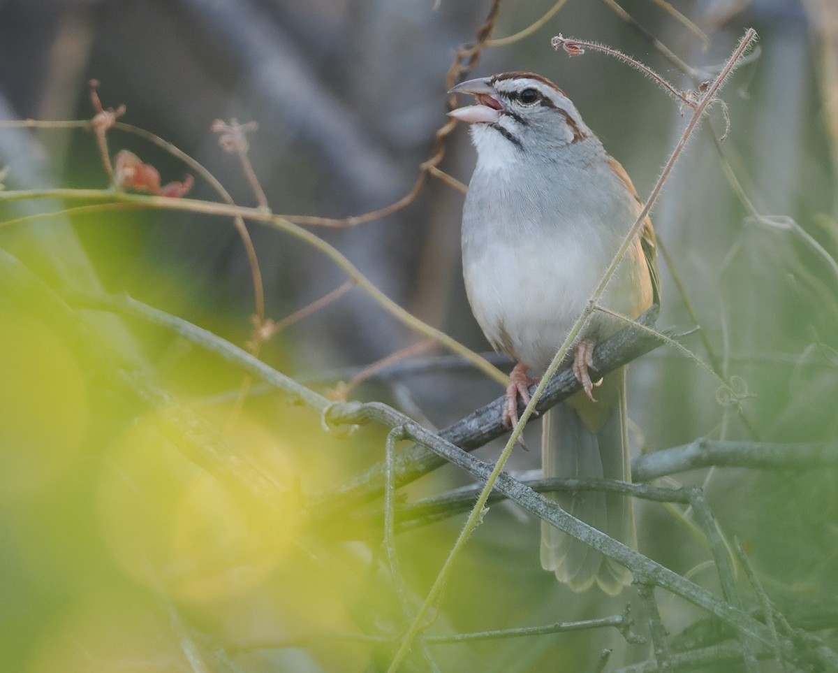 Cinnamon-tailed Sparrow - ML631336160