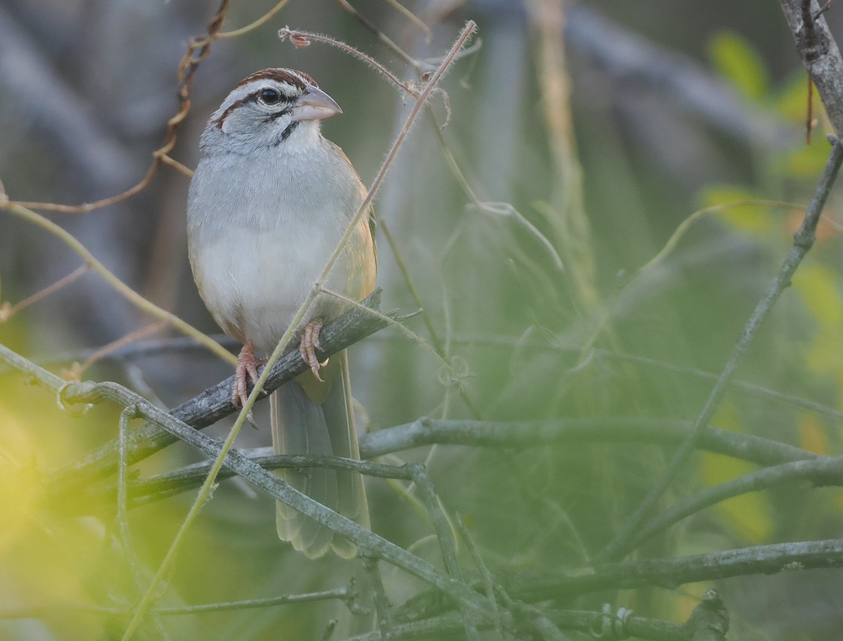 Cinnamon-tailed Sparrow - ML631336168