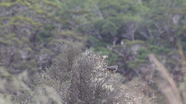 New Zealand Falcon - ML631336170