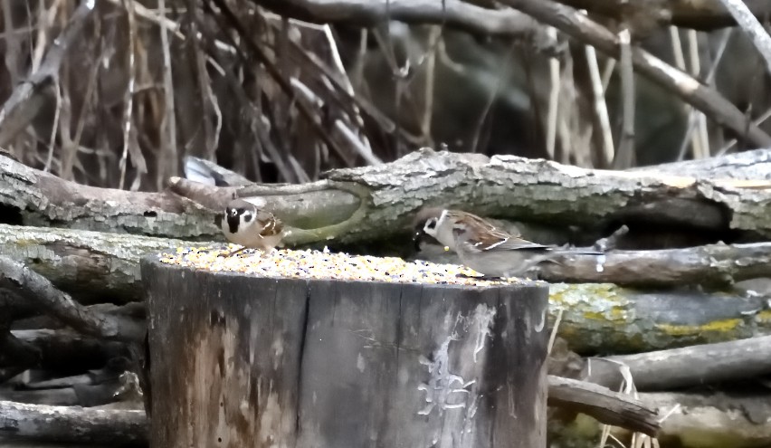 Eurasian Tree Sparrow - ML631336173
