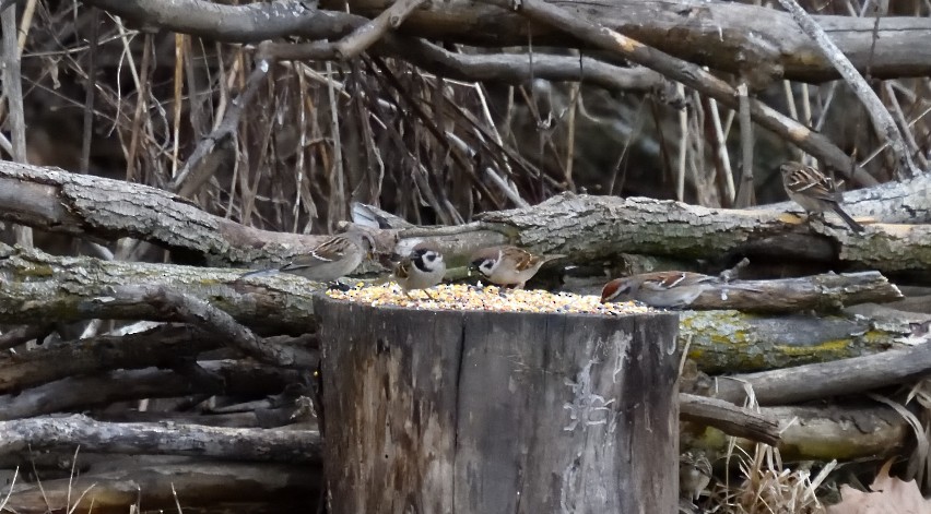 Eurasian Tree Sparrow - ML631336174