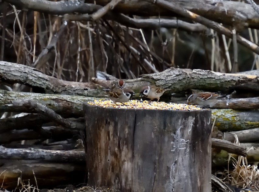 Eurasian Tree Sparrow - ML631336175