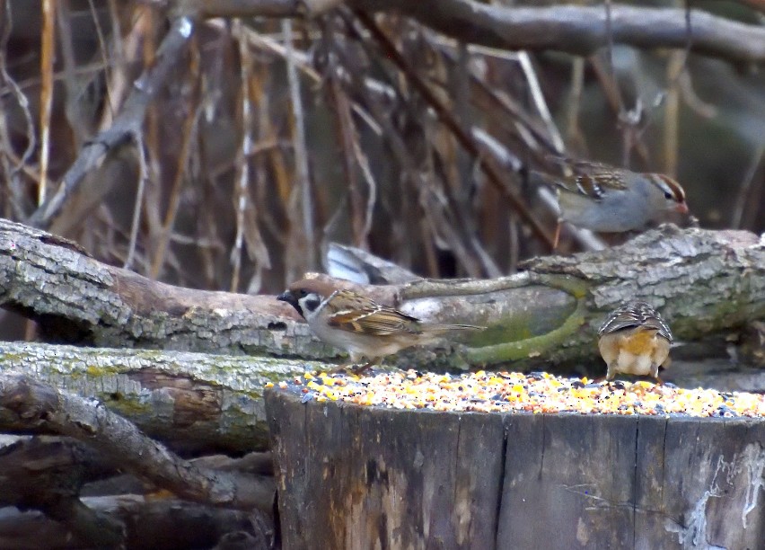 Eurasian Tree Sparrow - ML631336176