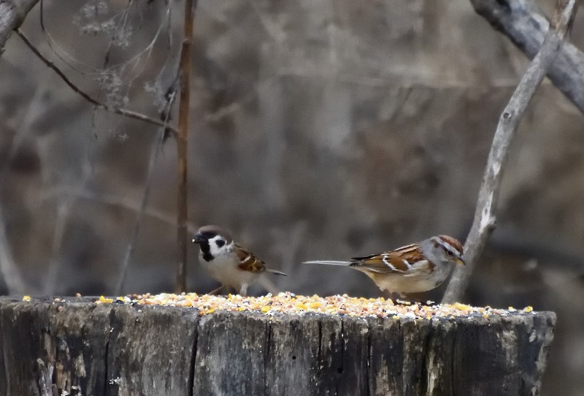 Eurasian Tree Sparrow - ML631336177