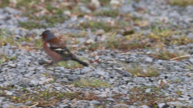 Fringuello - ML631336179