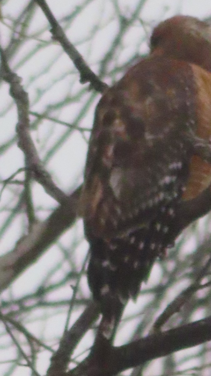 Red-shouldered Hawk - ML631336185