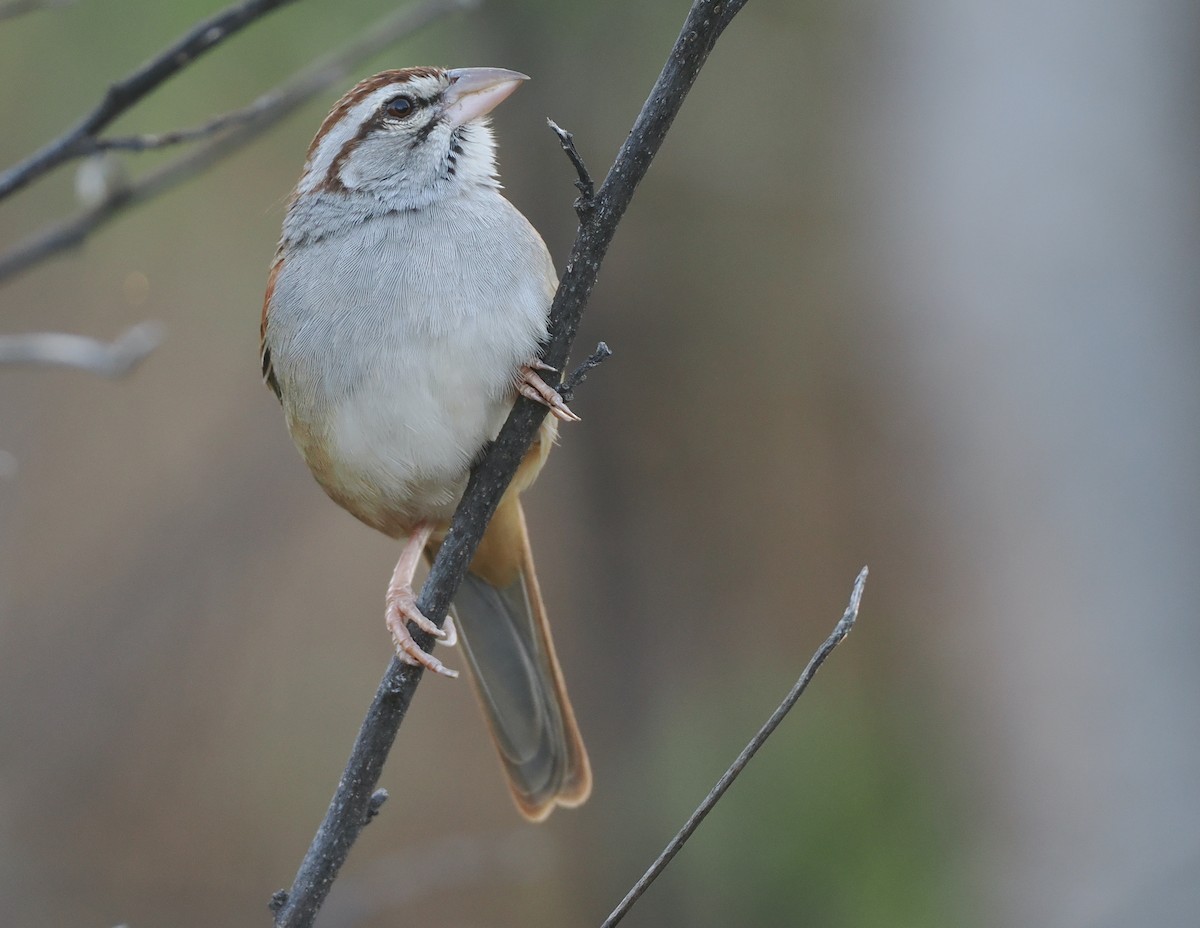 Cinnamon-tailed Sparrow - ML631336189