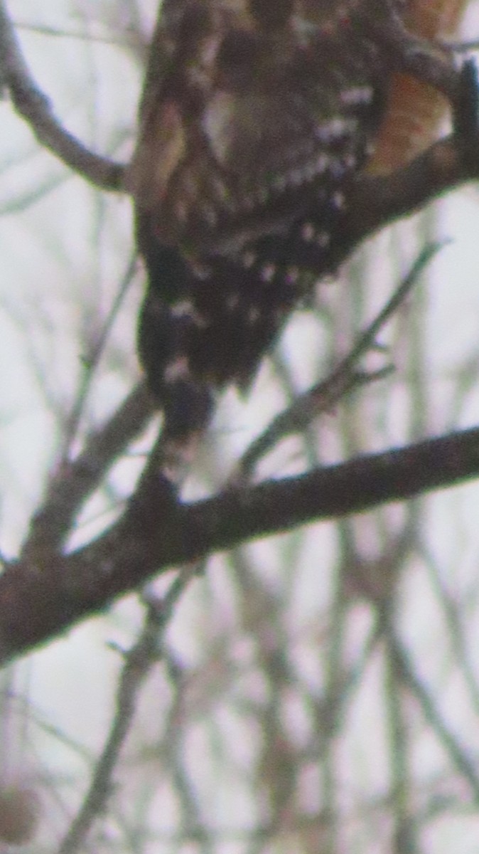 Red-shouldered Hawk - ML631336193