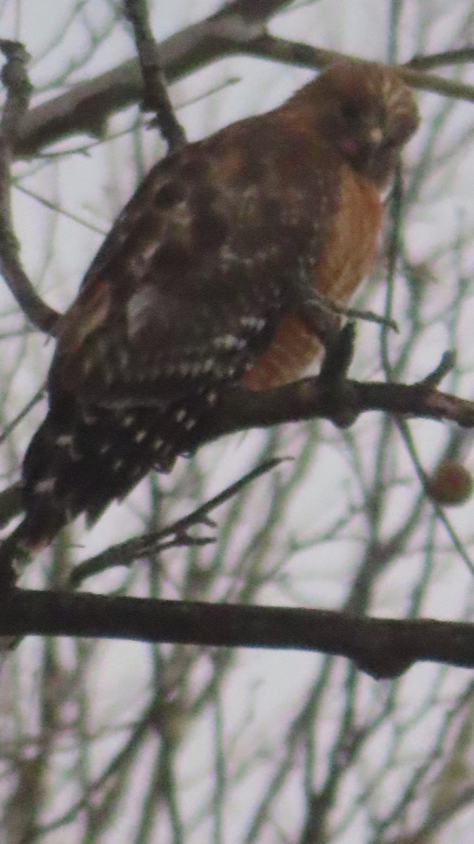 Red-shouldered Hawk - ML631336200