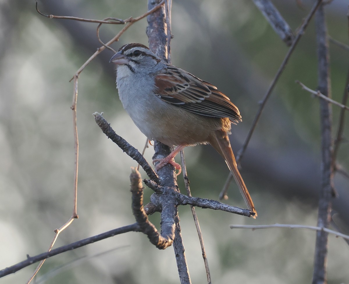 Cinnamon-tailed Sparrow - ML631336202