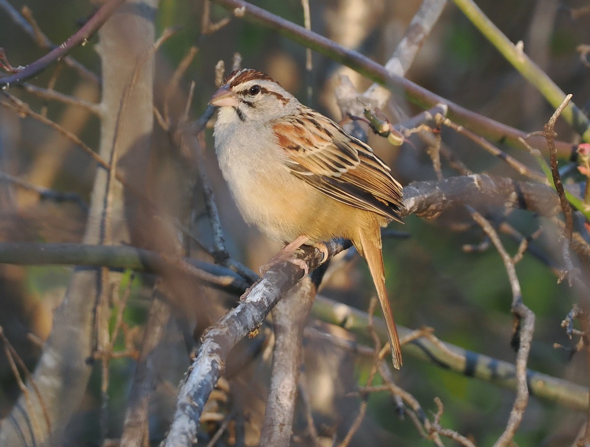 Cinnamon-tailed Sparrow - ML631336220