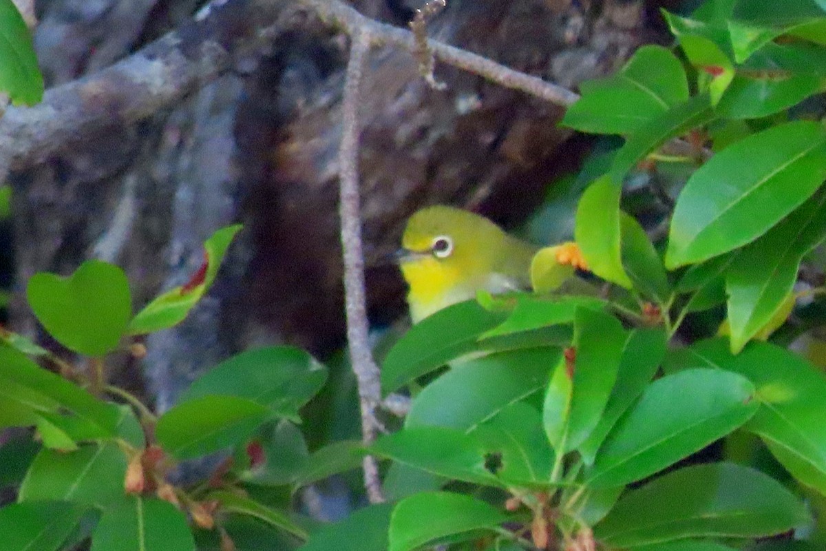 Ashy-bellied White-eye - ML631336221