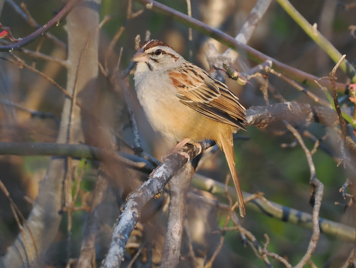 Cinnamon-tailed Sparrow - ML631336232