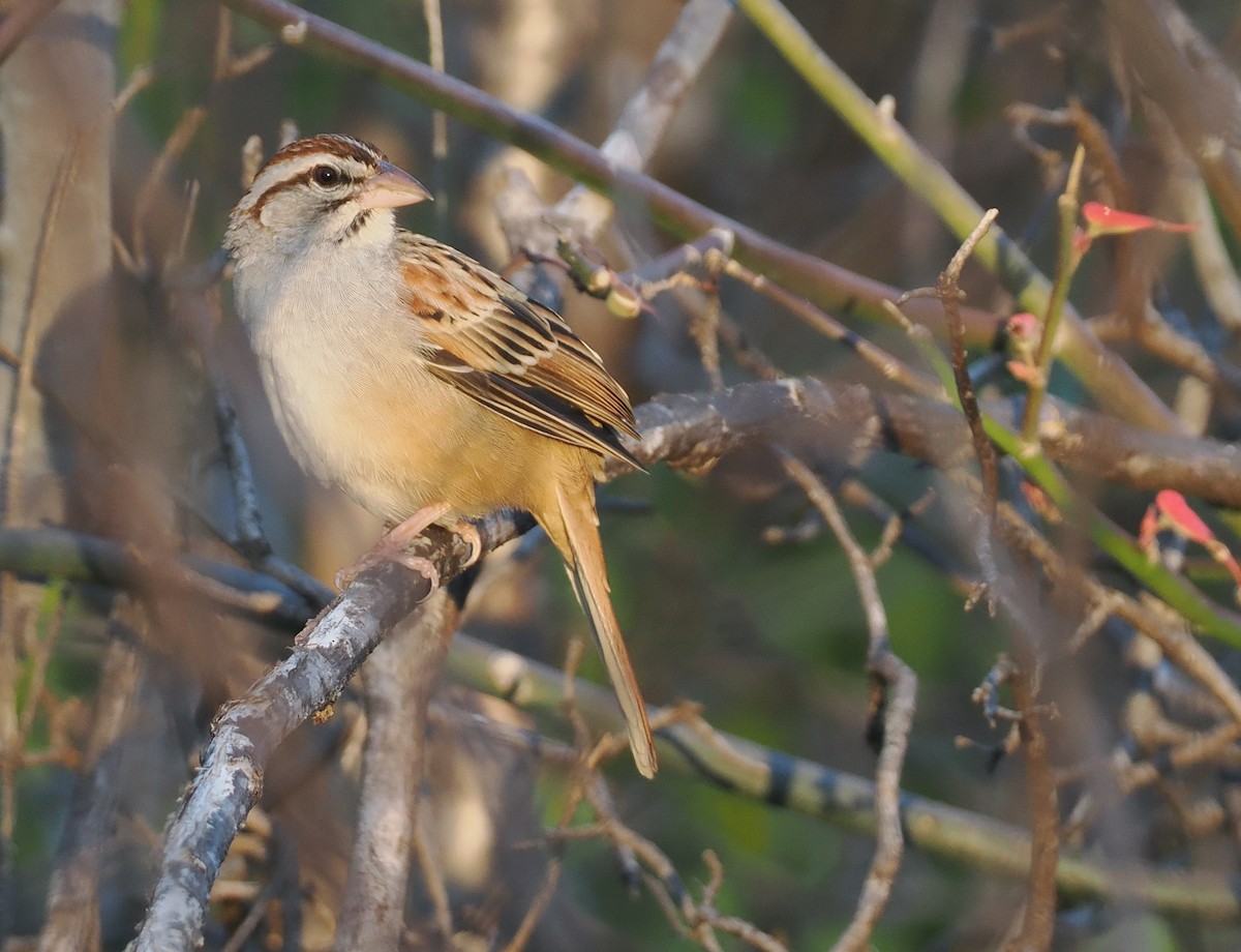 Cinnamon-tailed Sparrow - ML631336239