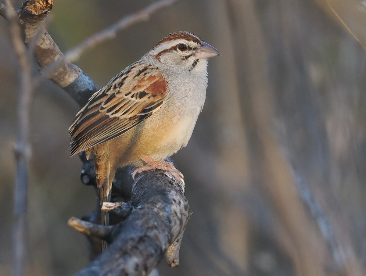 Cinnamon-tailed Sparrow - ML631336265