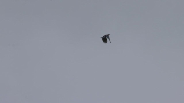 Tui - ML631336339