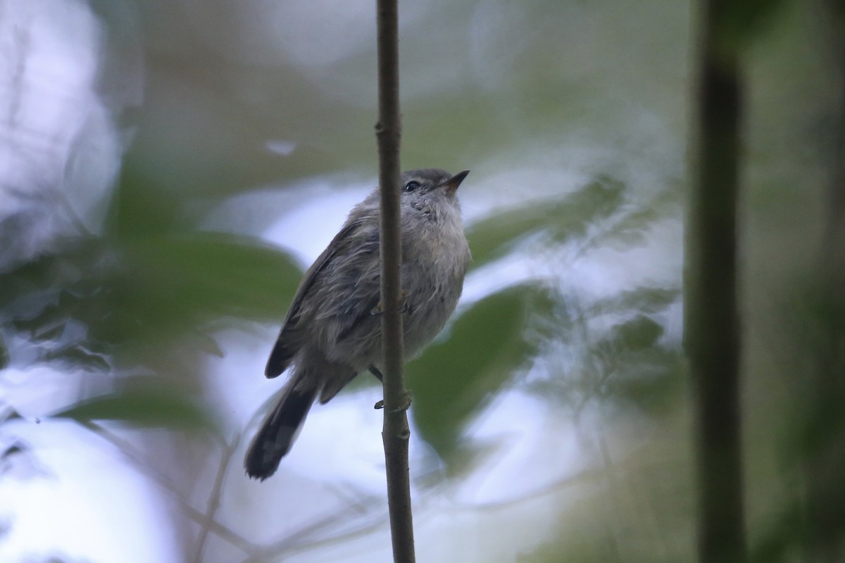 Brown Gerygone - ML631336378