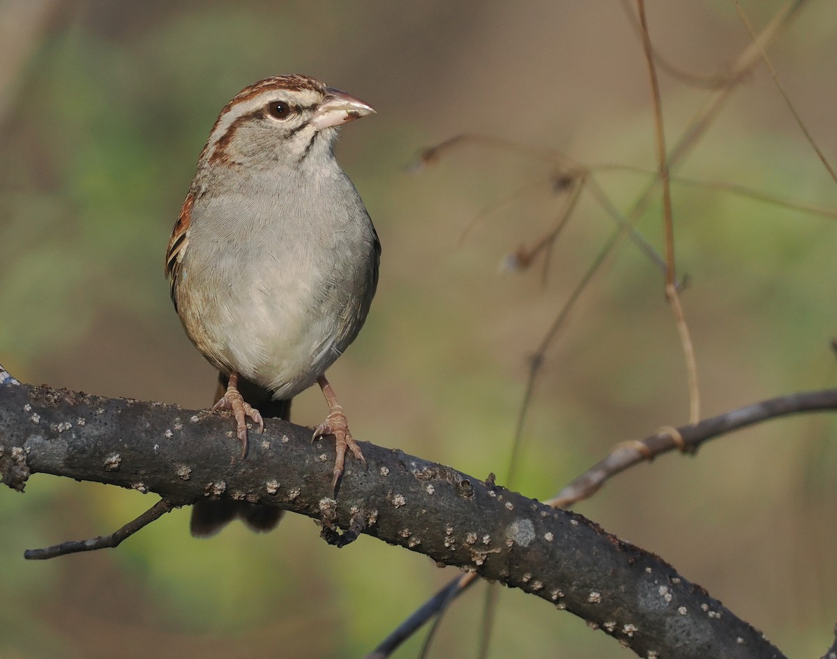 Cinnamon-tailed Sparrow - ML631336486