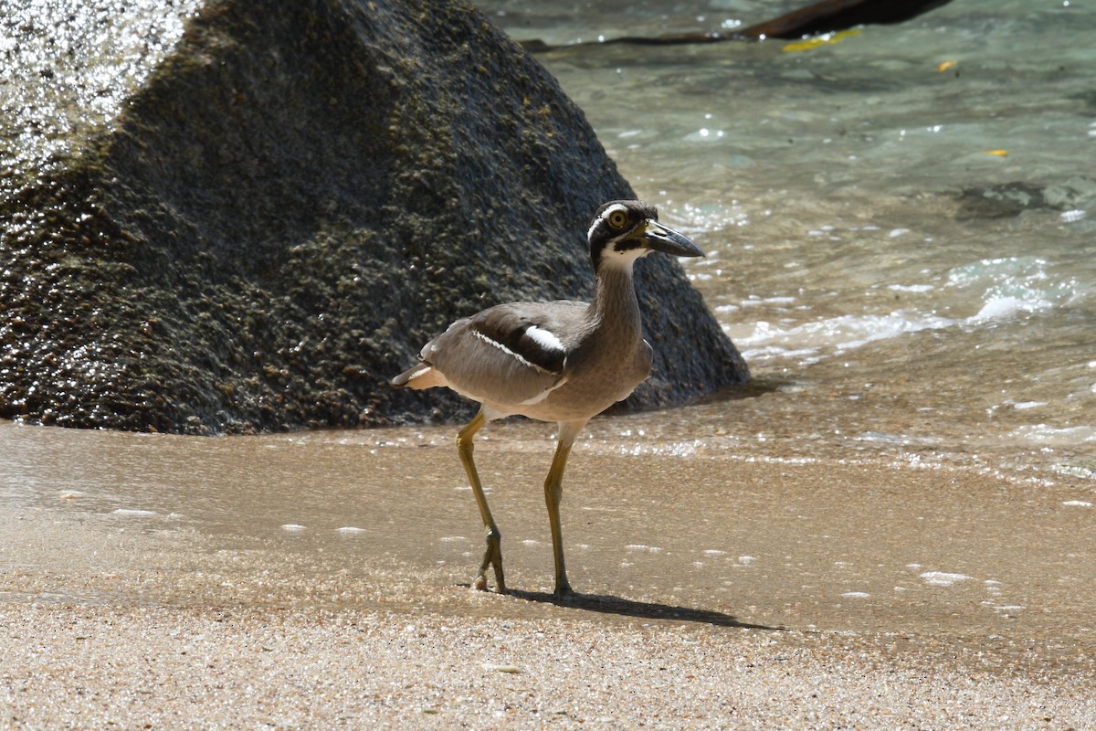 Beach Thick-knee - ML631336497