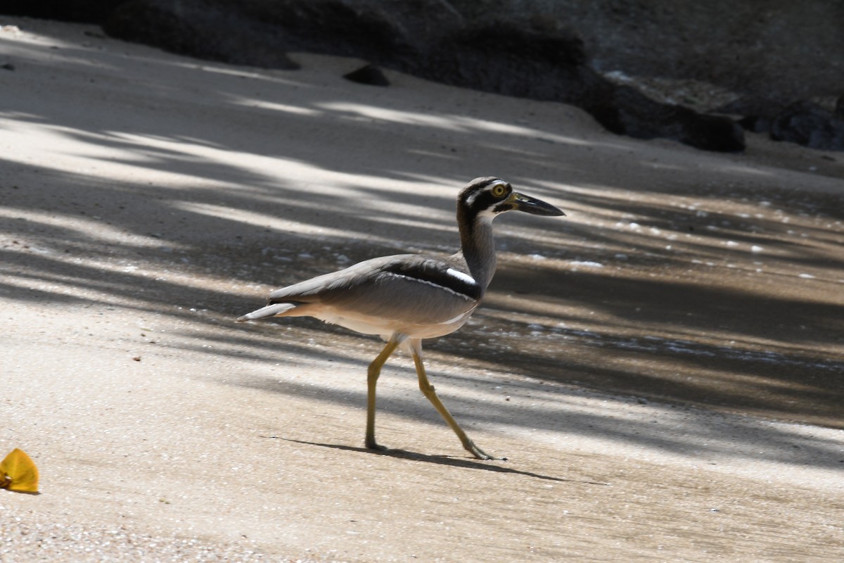 Beach Thick-knee - ML631336500