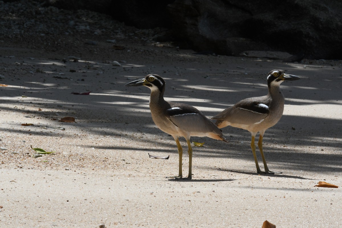 Beach Thick-knee - ML631336501